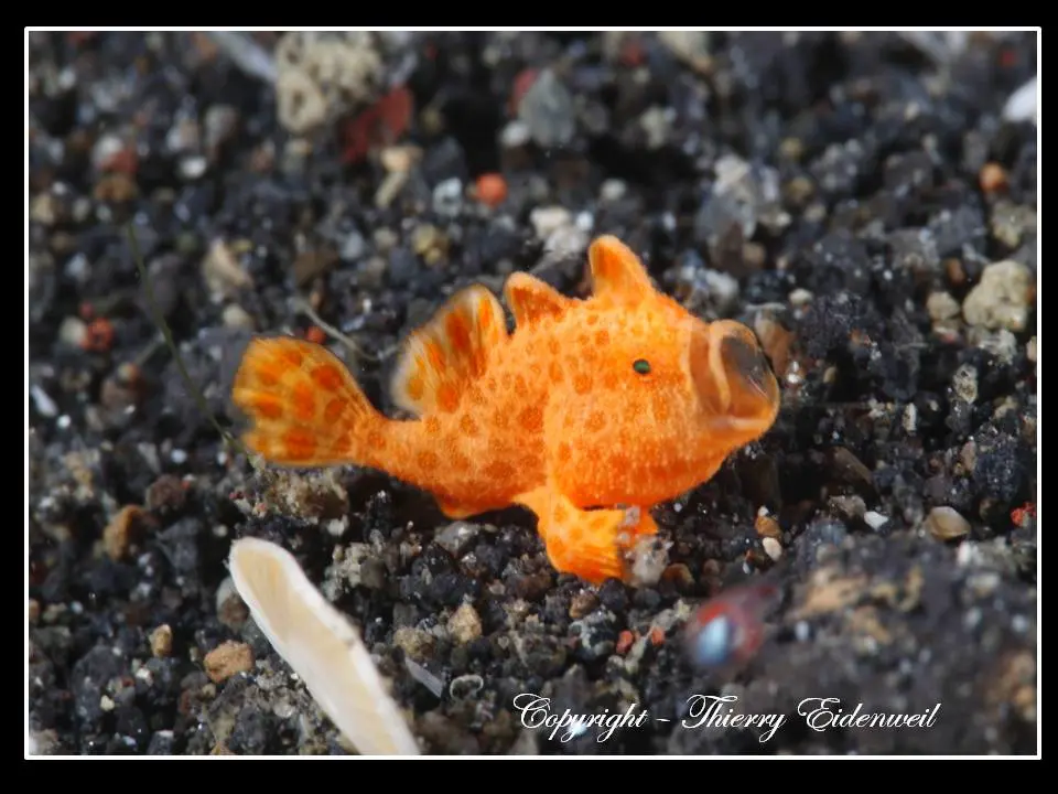 Anilao Macro Dive Media Highlight